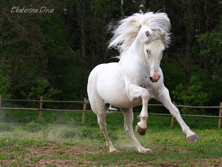 What a beautiful and powerful horse @Ekaterina Druz Horse Photography